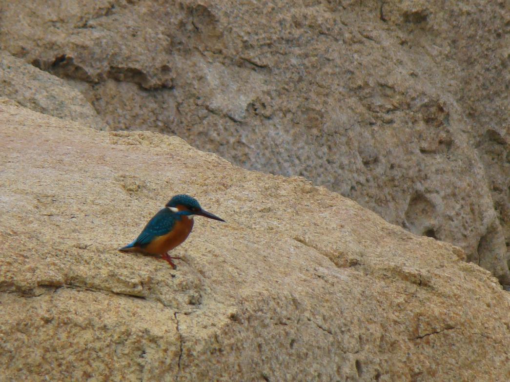 Common Kingfisher