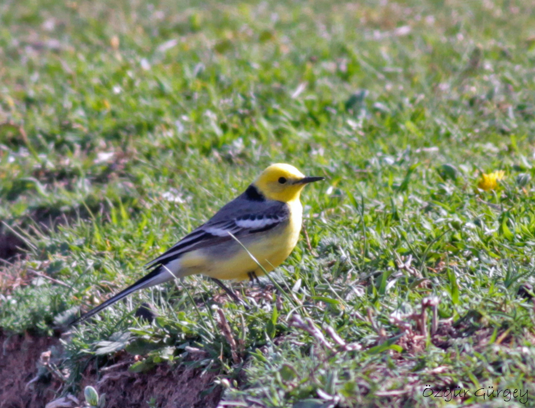 Citrine Wagtail