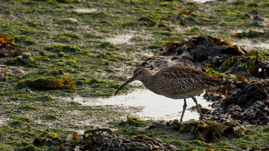 Eurasian Whimbrel