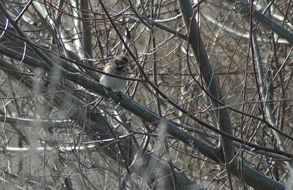 Common Reed Bunting