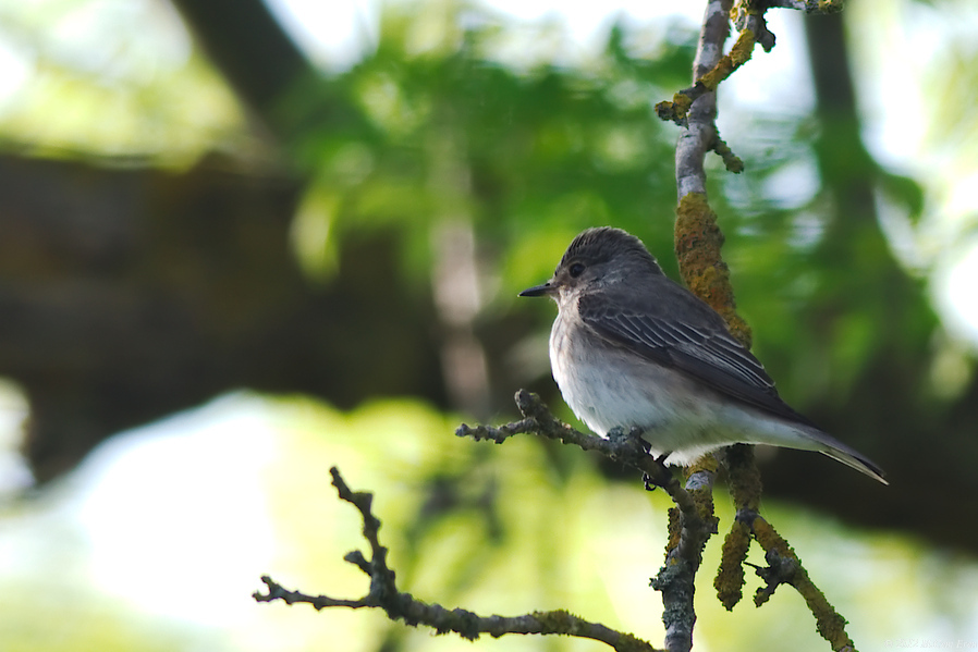 Spotted Flycatcher