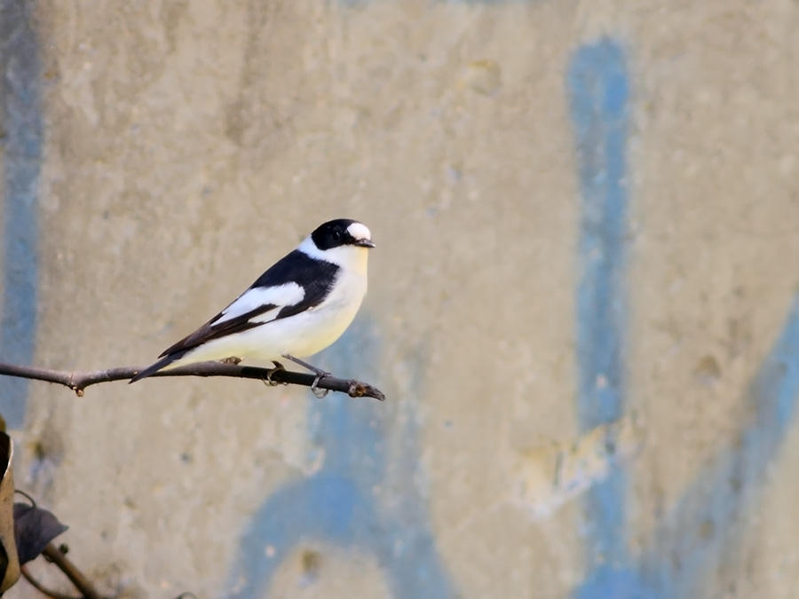 Collared Flycatcher