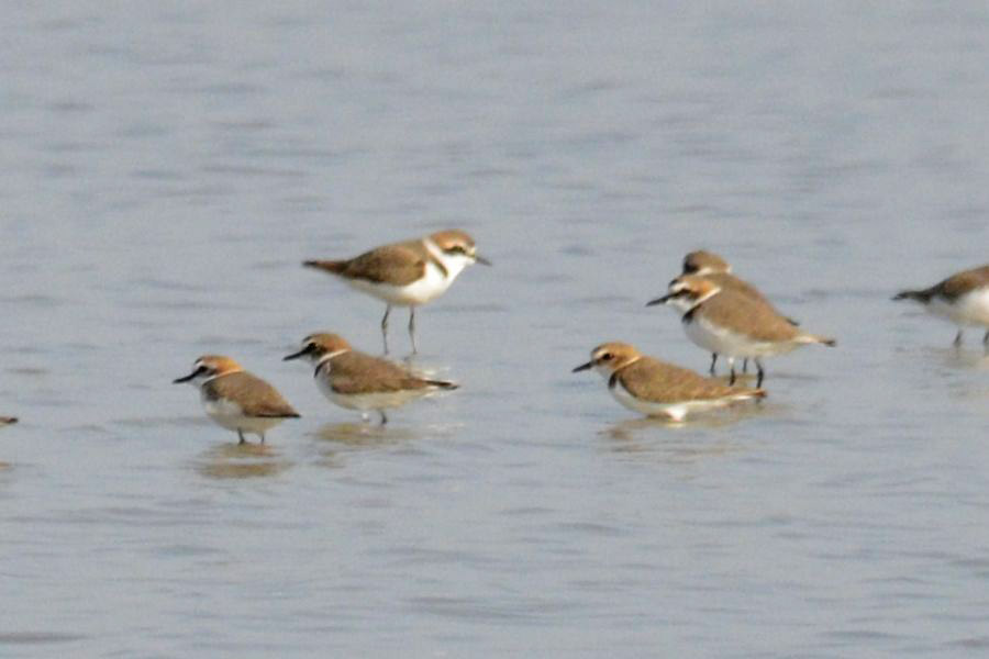 Kentish Plover
