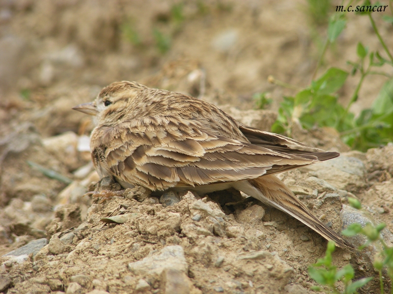 Greater Short-toed Lark