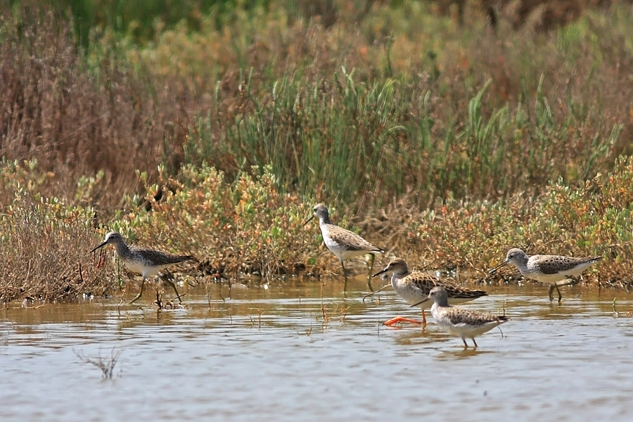 Marsh Sandpiper