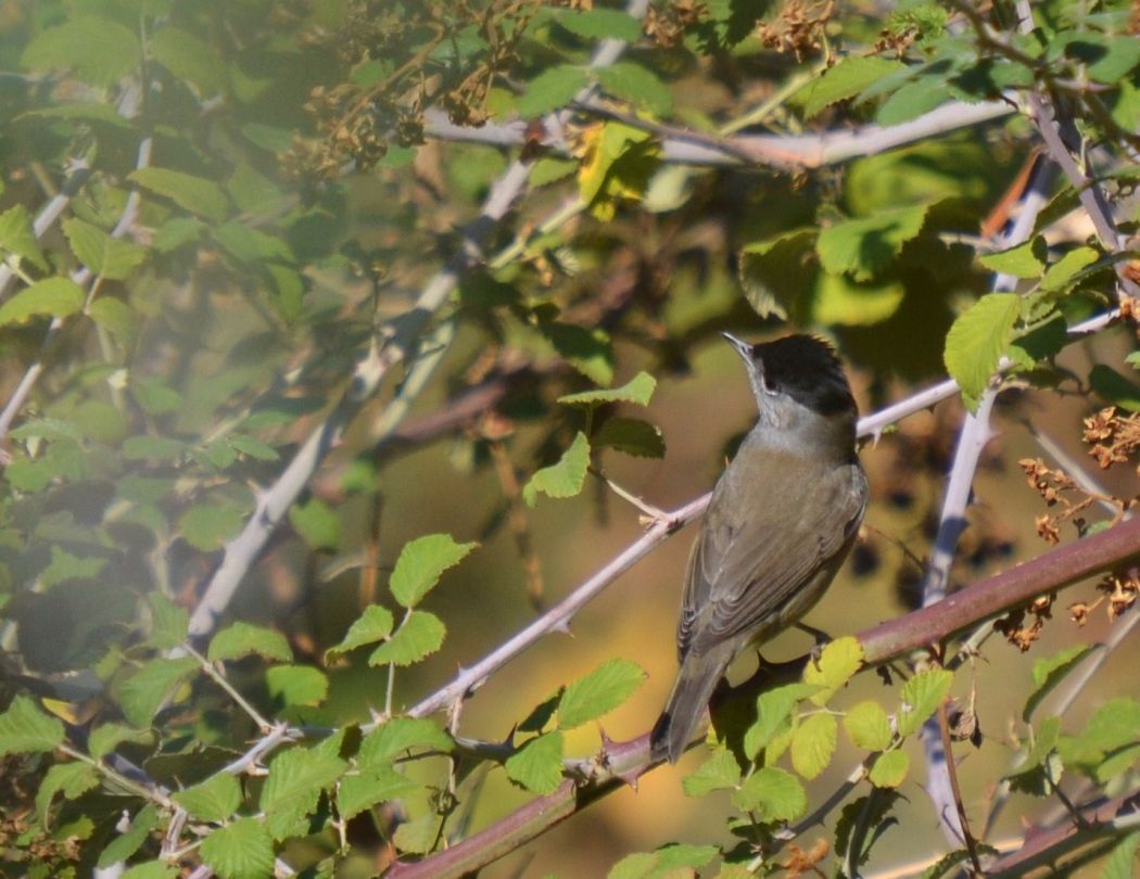 Eurasian Blackcap