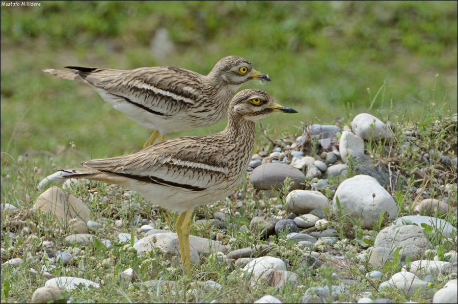 Eurasian Stone-curlew