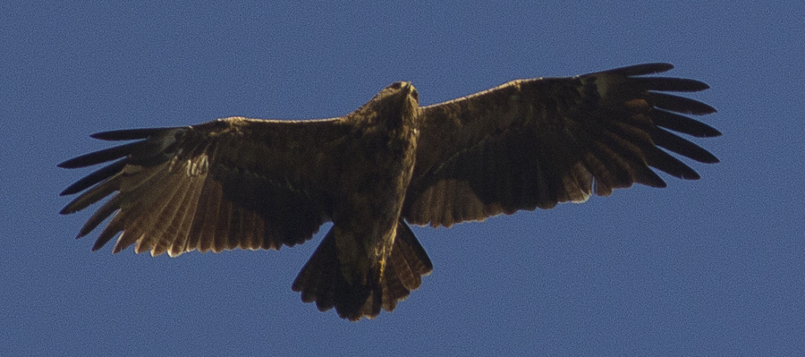 Lesser Spotted Eagle