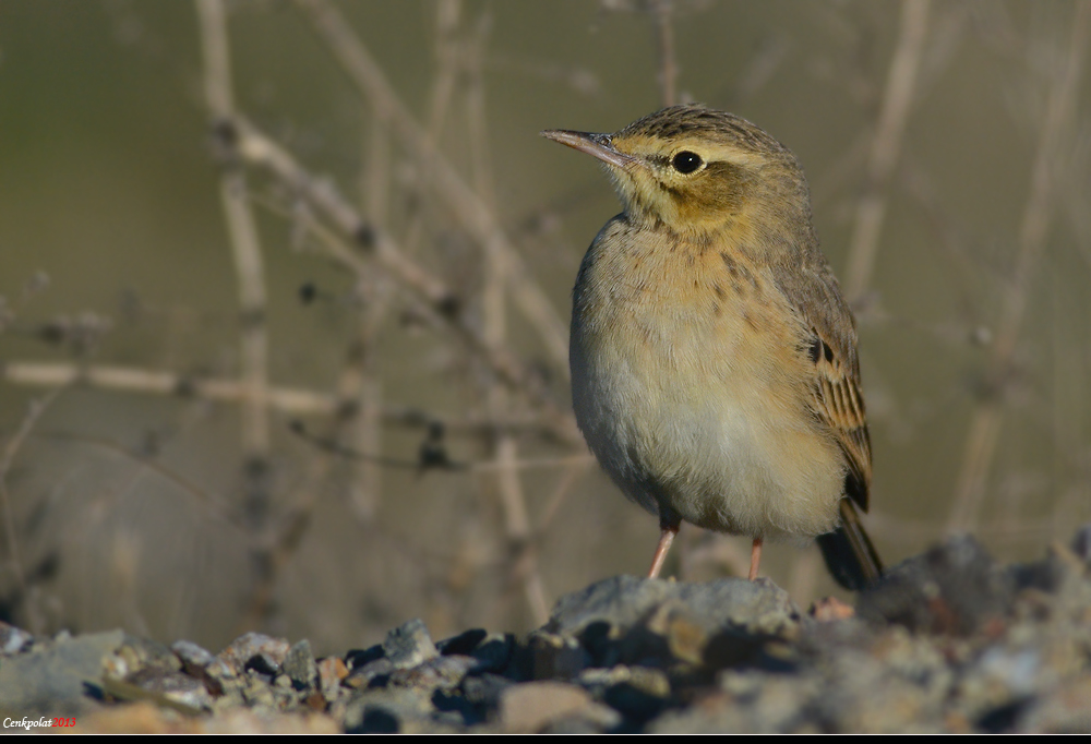 Tawny Pipit