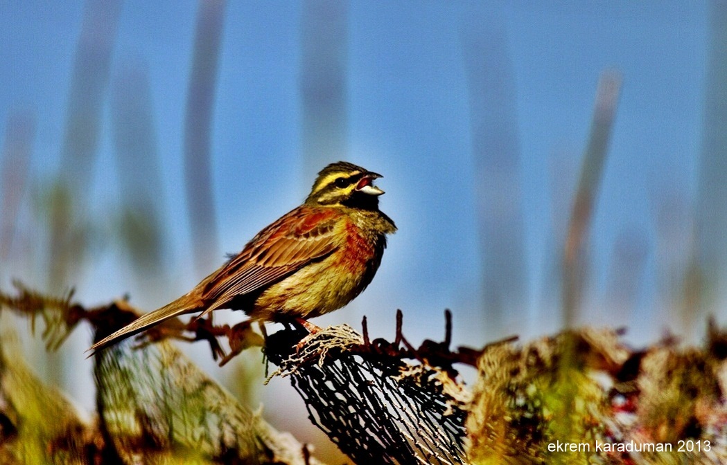 Cirl Bunting