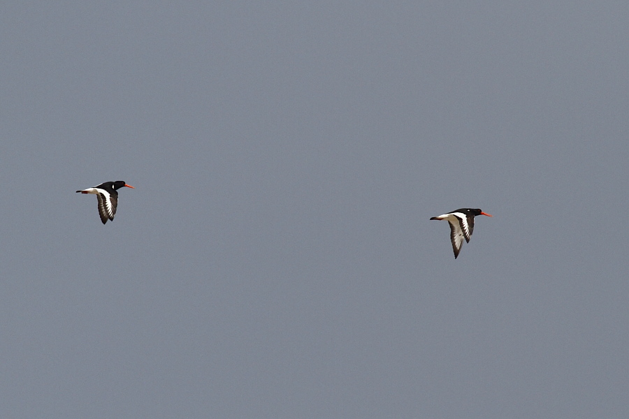 Eurasian Oystercatcher