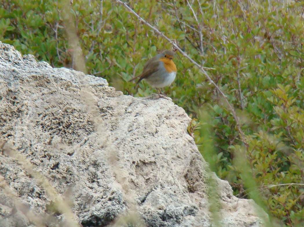 European Robin