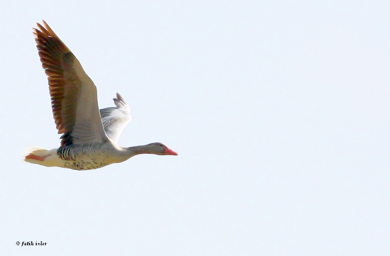 Greylag Goose