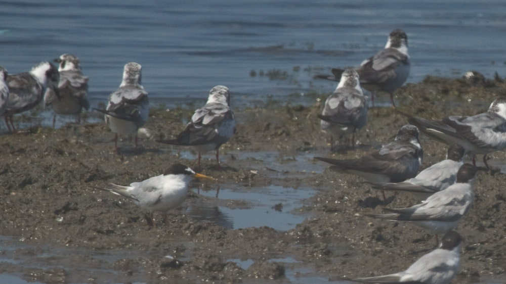 Little Tern
