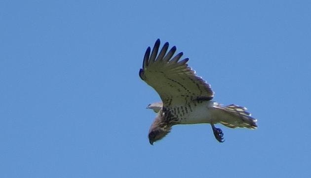 Short-toed Snake Eagle