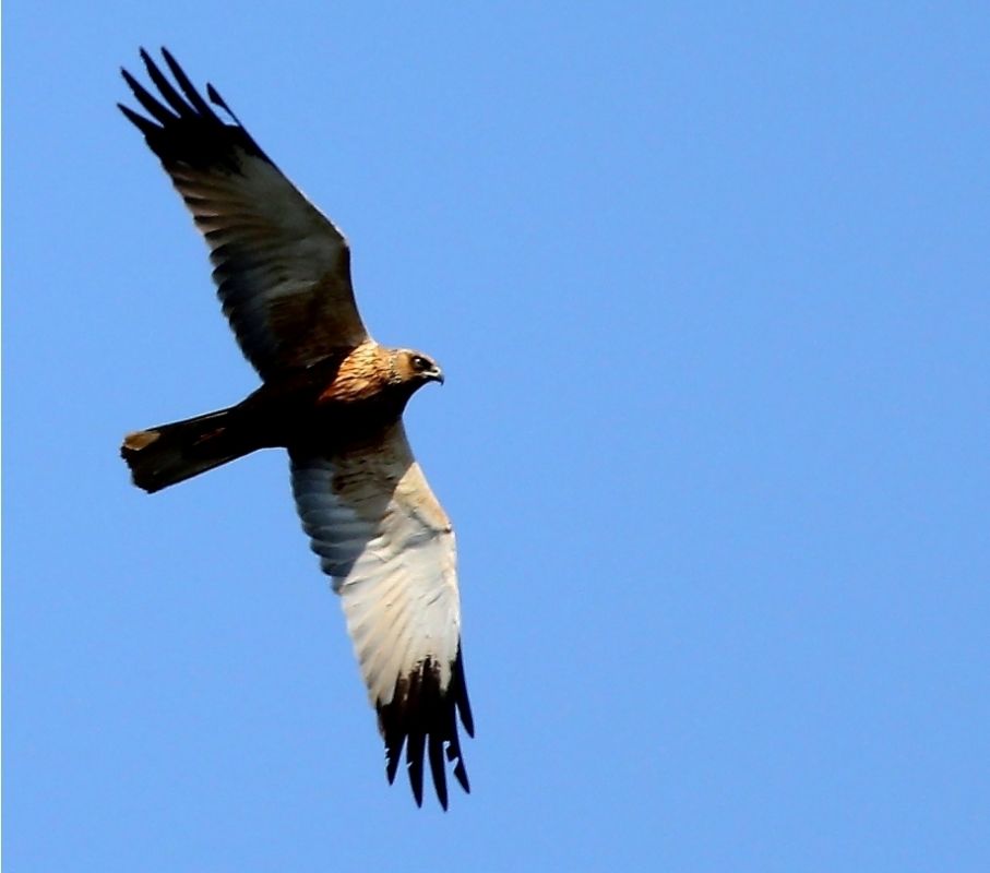 Western Marsh Harrier