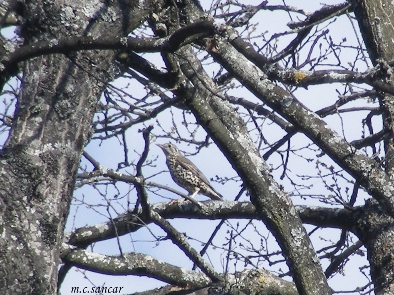 Mistle Thrush