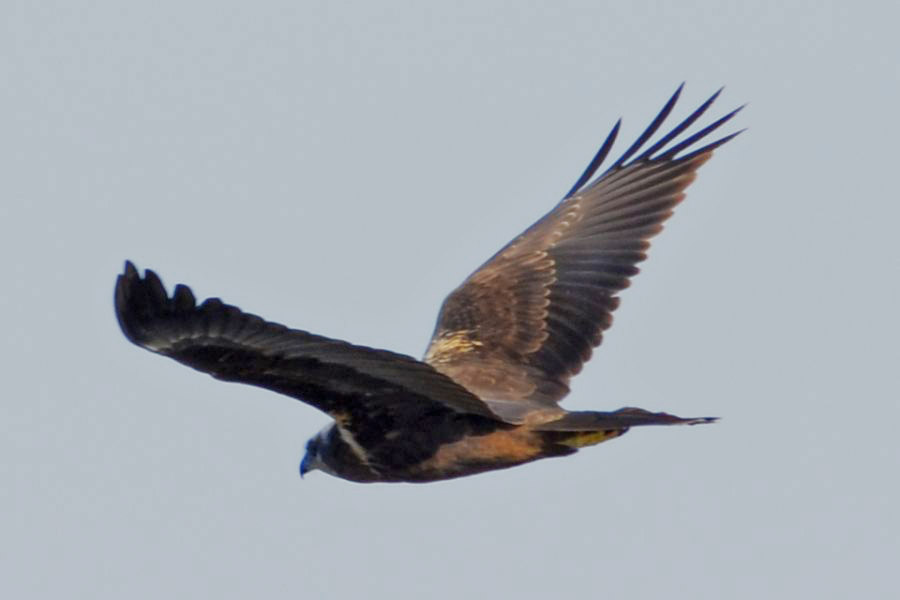 Western Marsh Harrier
