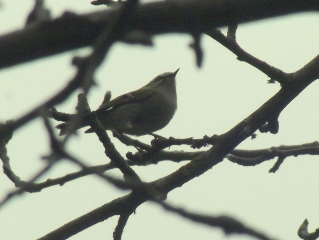 Common Firecrest
