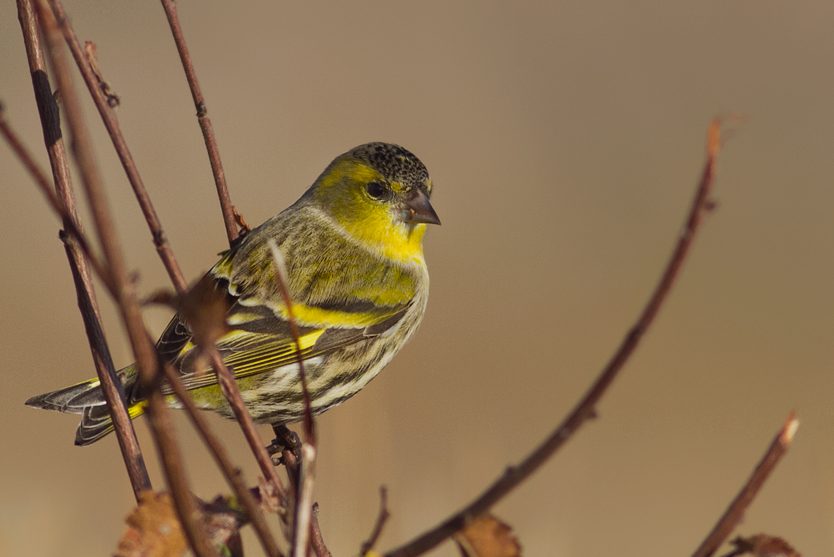 Eurasian Siskin