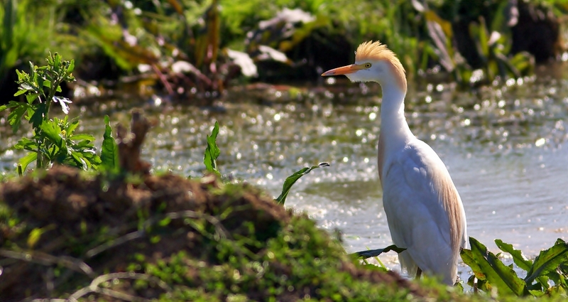 Western Cattle Egret