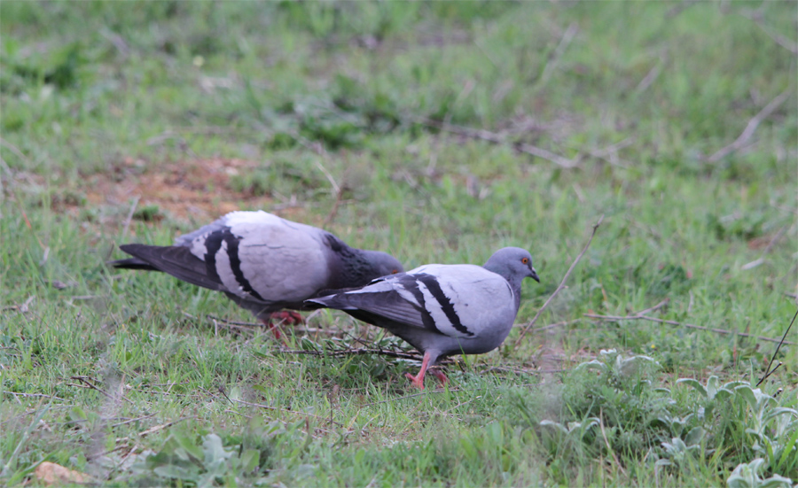 Rock Dove