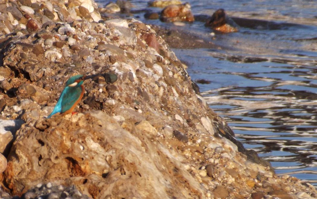 Common Kingfisher
