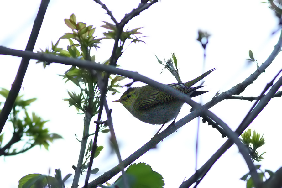 Wood Warbler