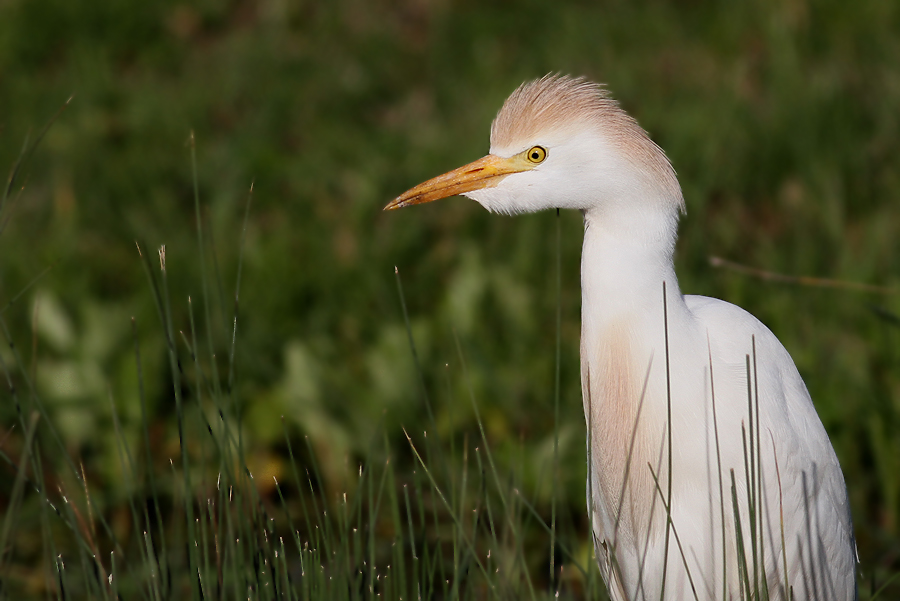 Western Cattle Egret