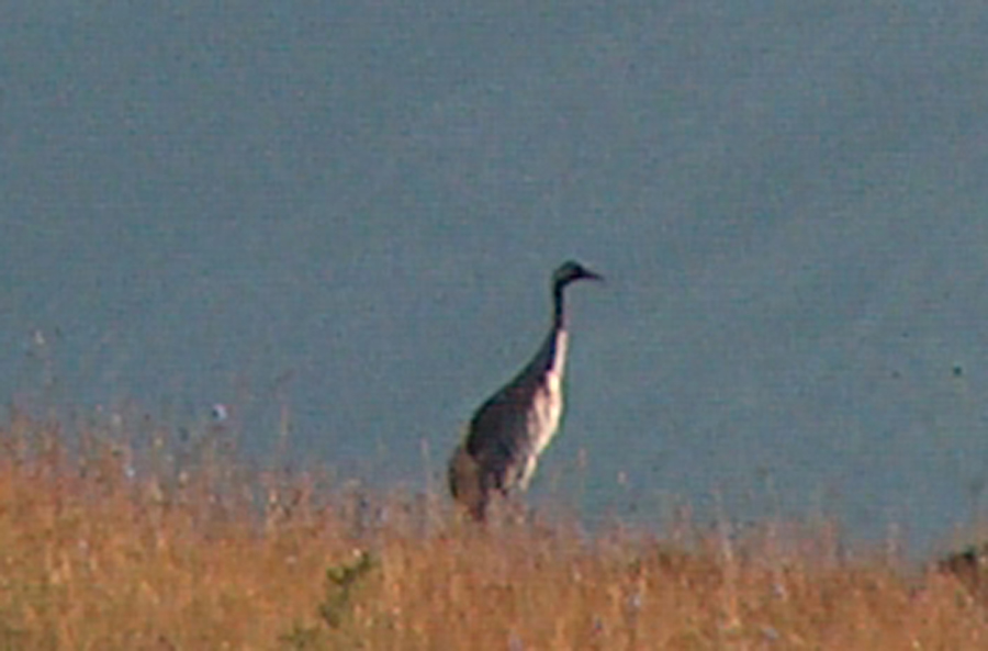 Common Crane