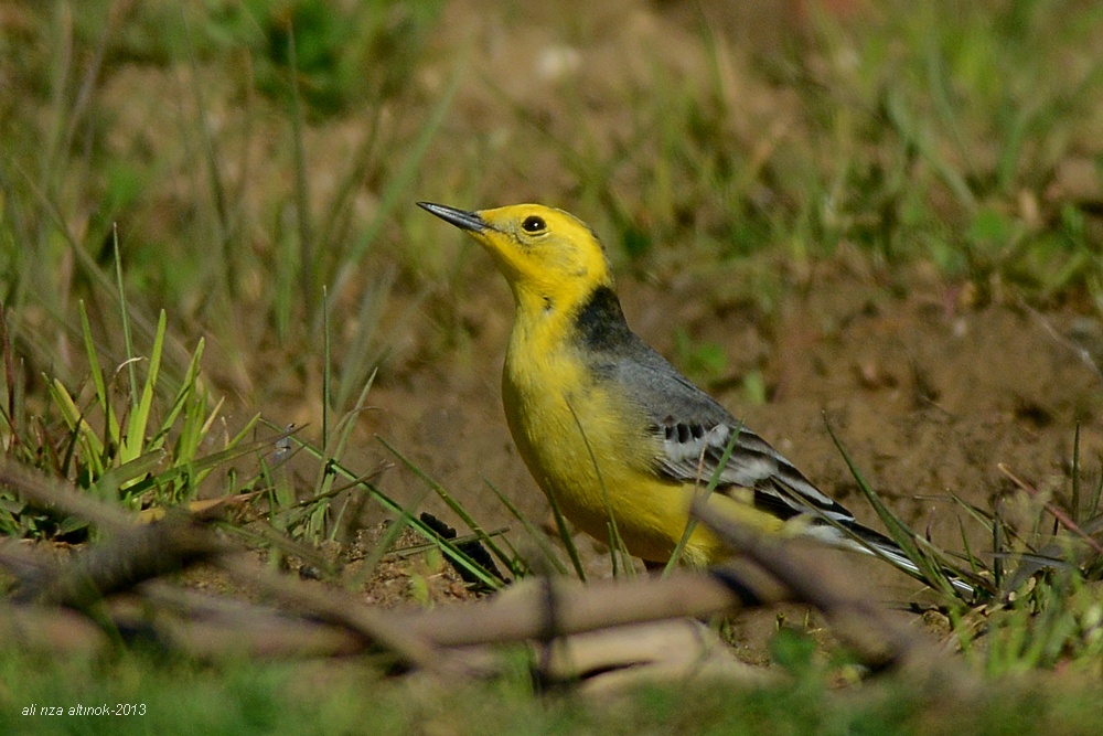 Citrine Wagtail
