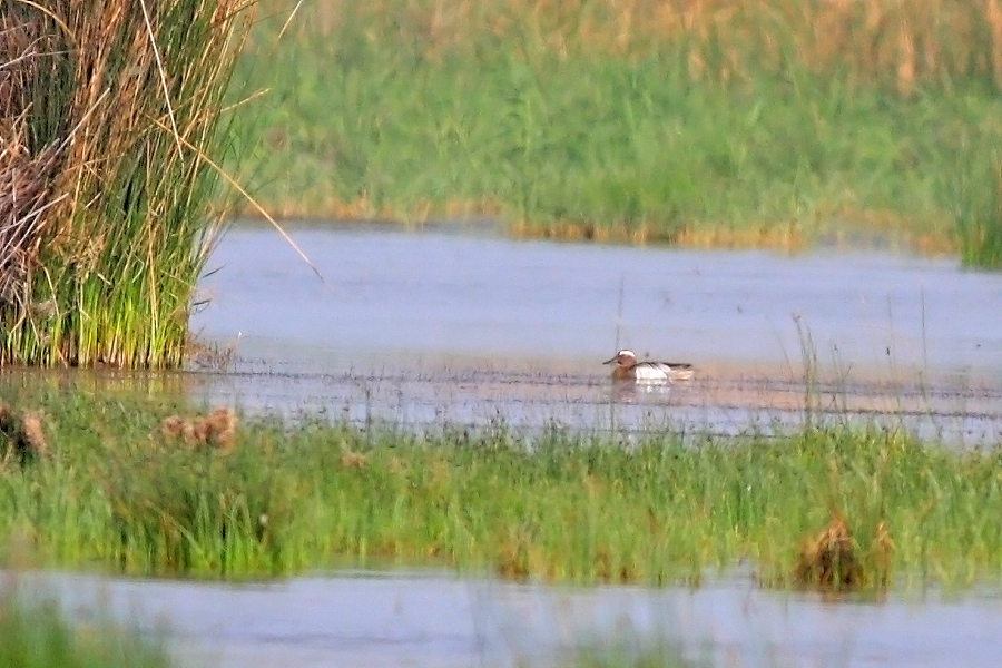 Garganey