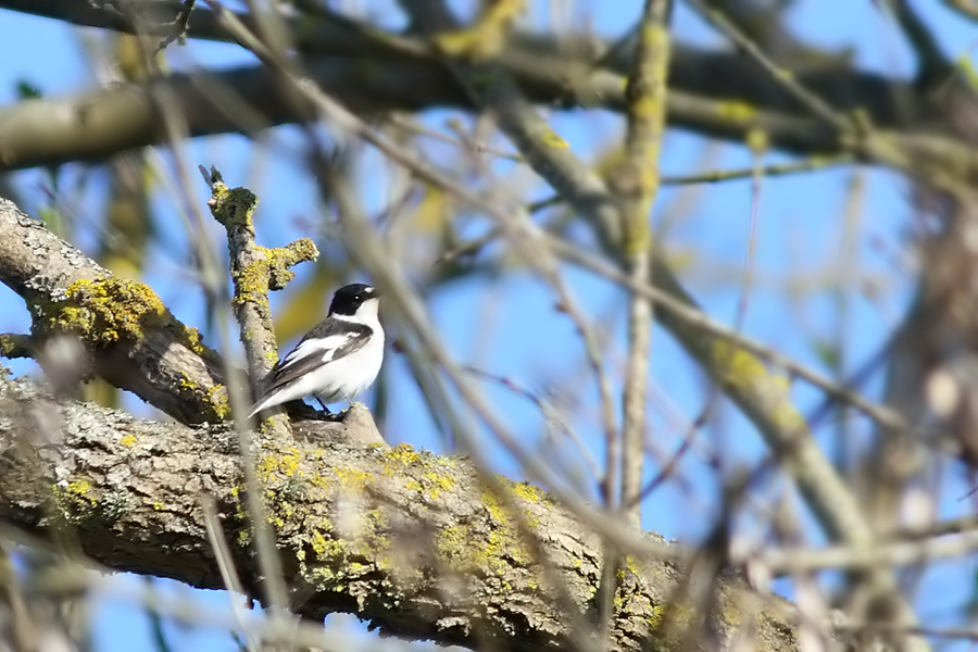 Semicollared Flycatcher