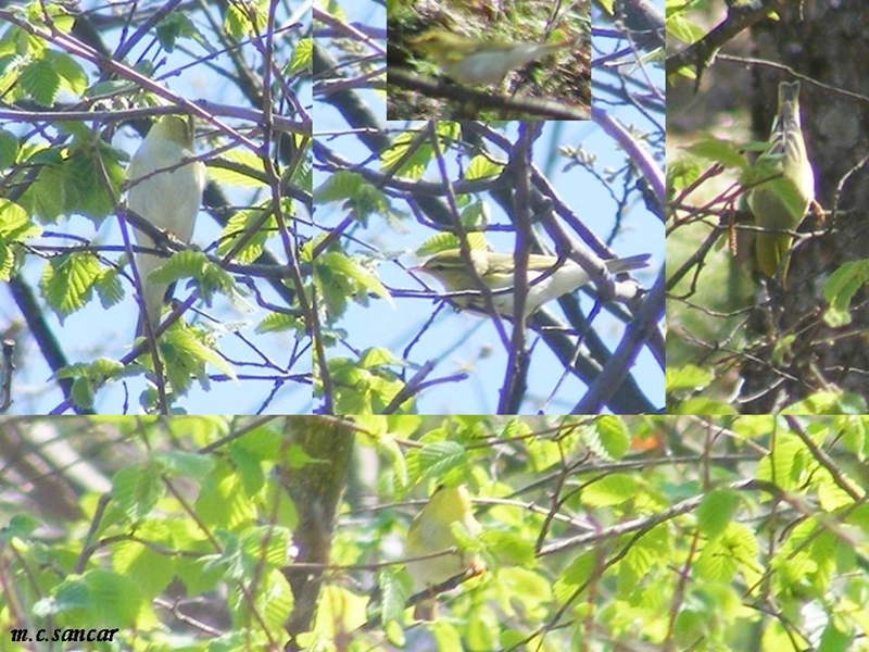 Wood Warbler