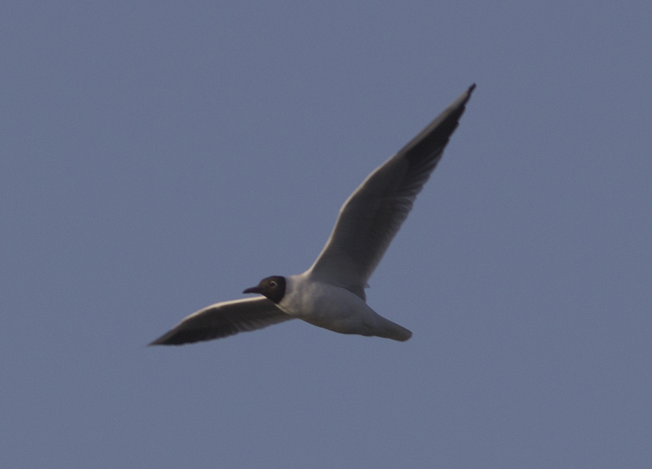 Black-headed Gull