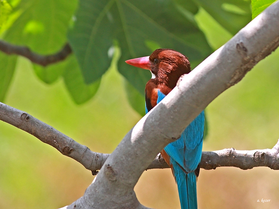 White-throated Kingfisher