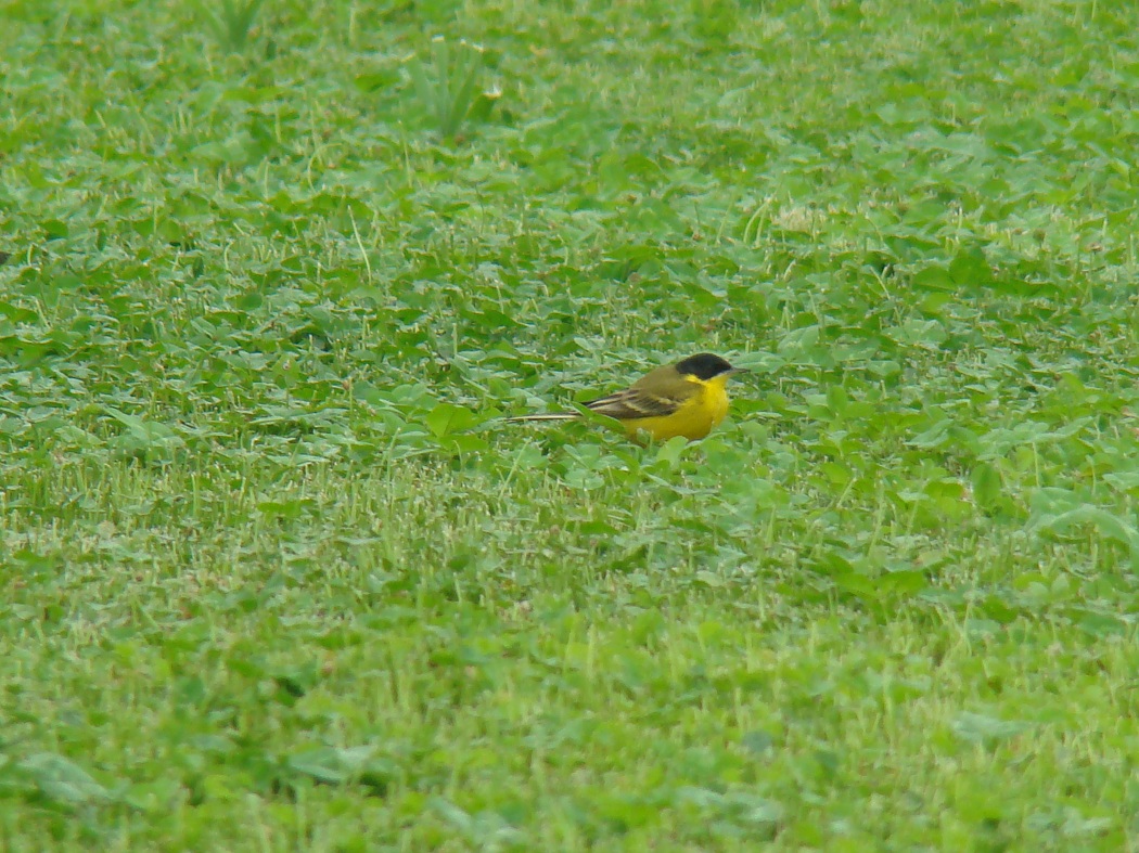 Western Yellow Wagtail