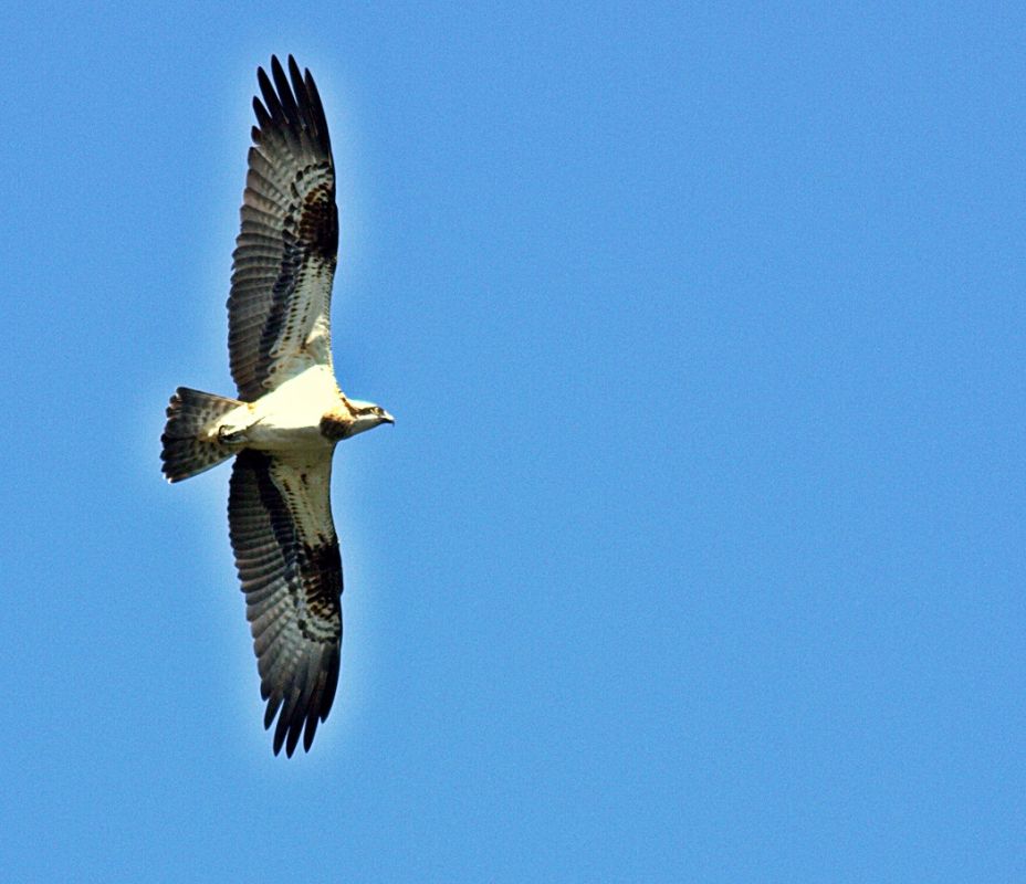 Osprey