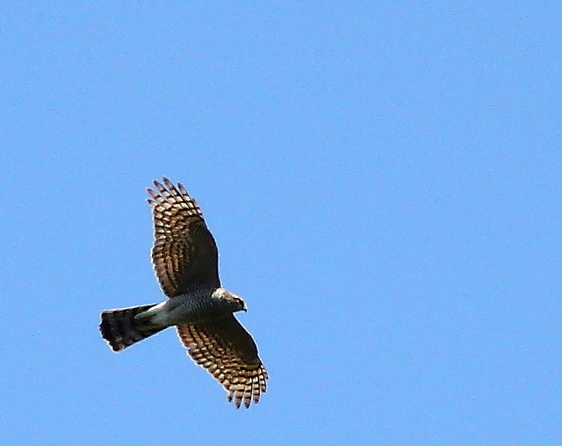 Eurasian Sparrowhawk