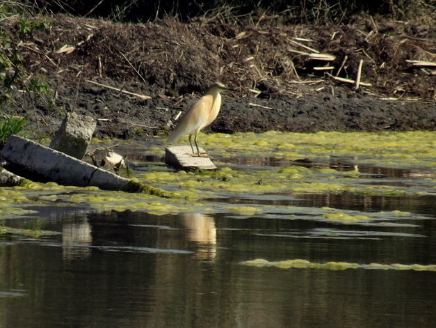 Squacco Heron