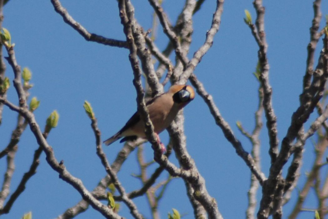 Hawfinch