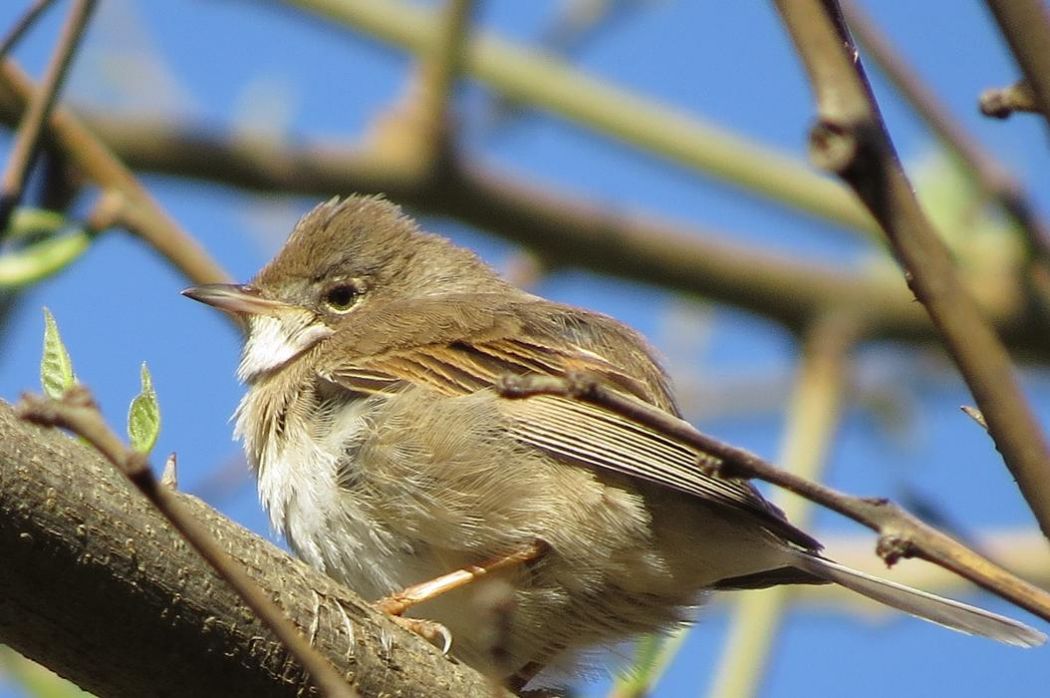 Common Whitethroat