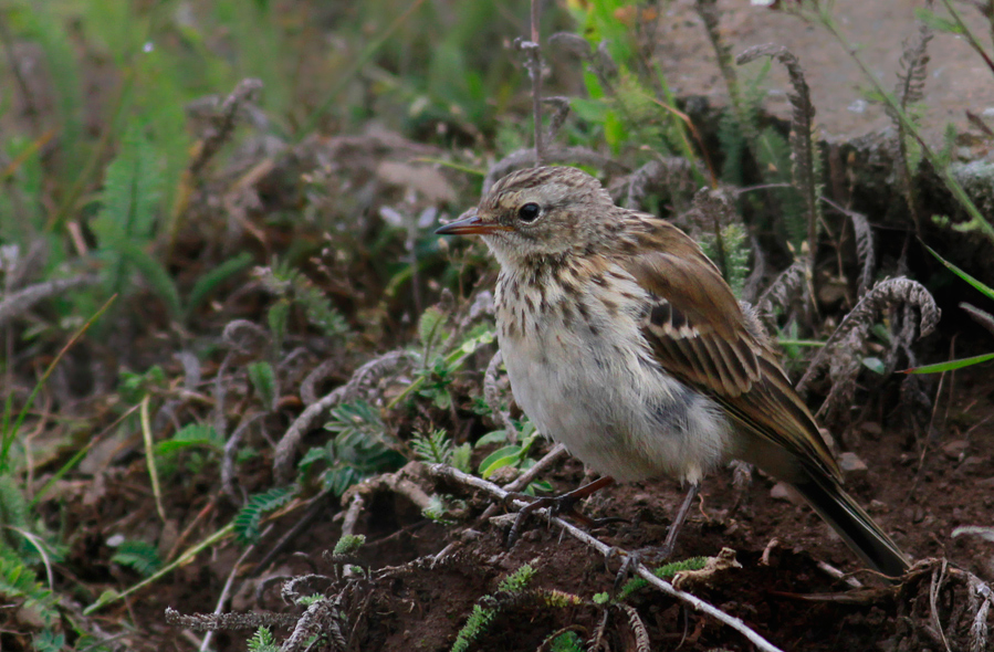 Water Pipit