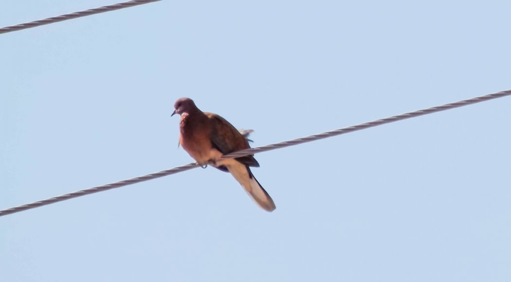 Laughing Dove