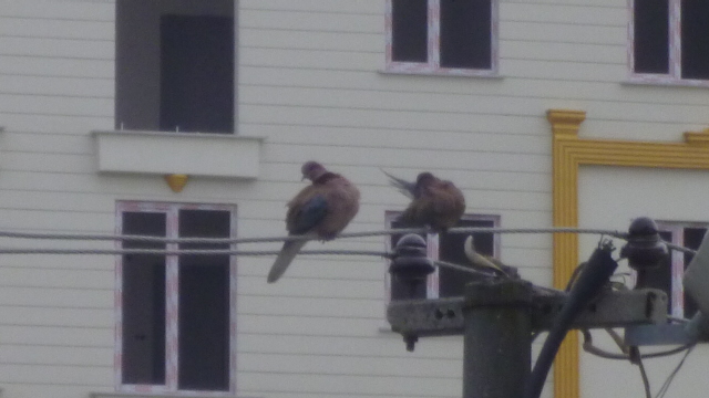 Laughing Dove
