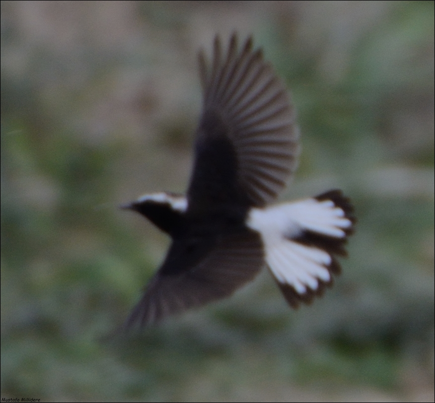 Pied Wheatear
