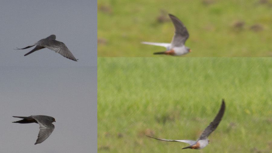 Red-footed Falcon