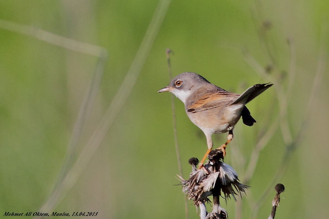 Common Whitethroat