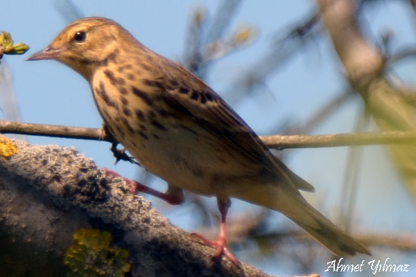 Tree Pipit