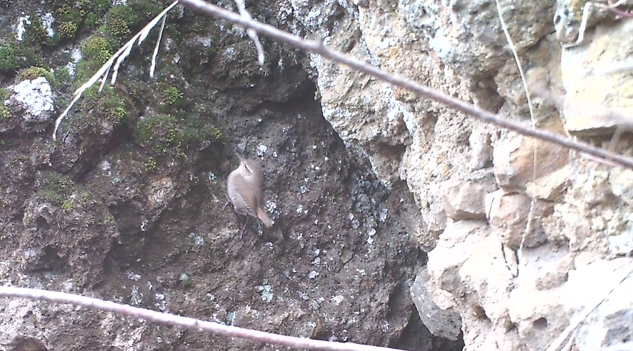 Eurasian Wren